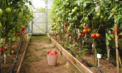 Посадка и выращивание помидоров в теплицах из поликарбоната: сорта томата,болезни, уход
