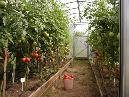 Выращивание помидоров