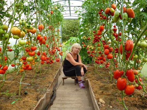Нюансы выращивания помидоров в теплице