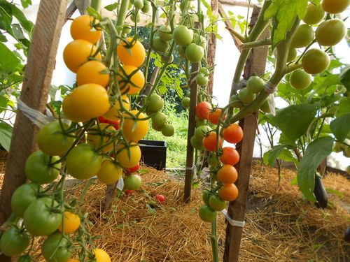 Как выращивать овощи круглый год в теплице из поликарбоната