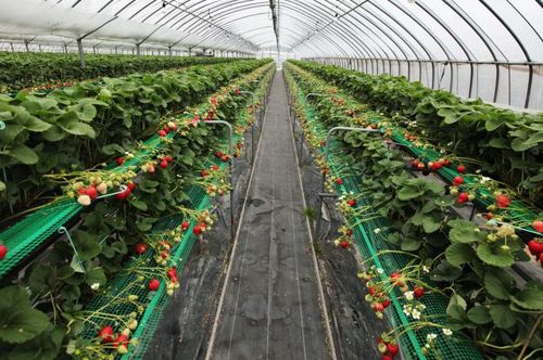 Клубника в теплице круглый год: технология выращивания, сорта