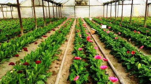 Выращивание цветов в теплице: полезные советы и рекомендации