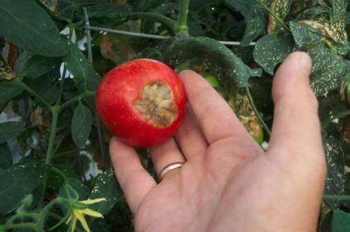 Гниль томатов в теплице: как бороться народными средствами, лечение