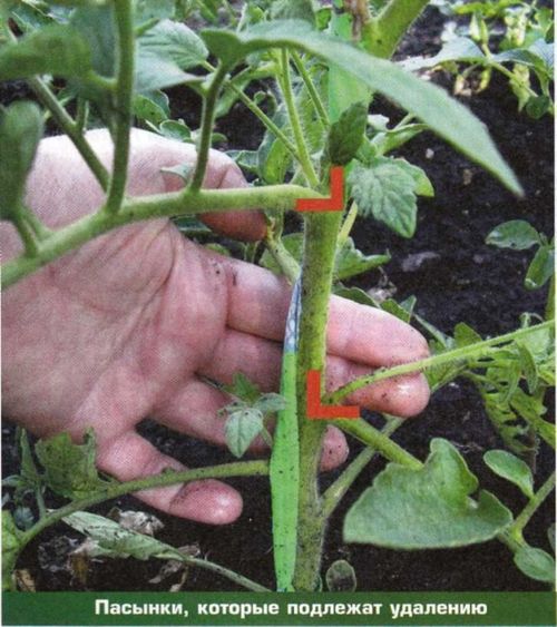 Пасынкование томатов в теплице из поликарбоната: по схеме и видео