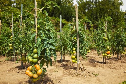 Плодоношение томатов в теплице с подкормкой: в период полива, как увеличить