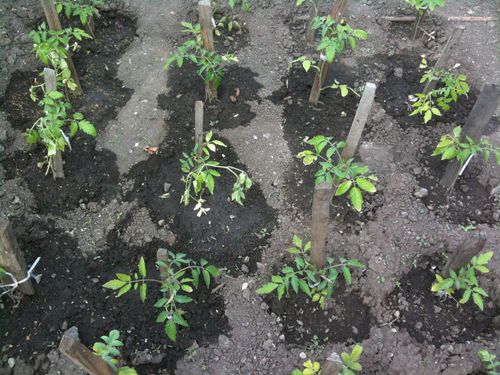 Как выращивать томаты в теплице?