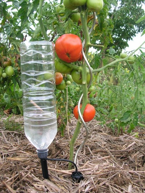 polivat tomaty v teplice_3