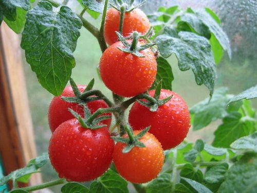 polivat tomaty v teplice_4
