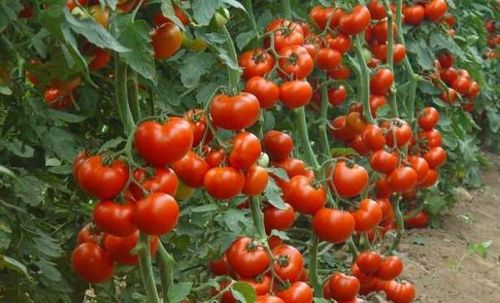 Формирование томатов в теплице из поликарбоната: схема детерминантных в двастебля
