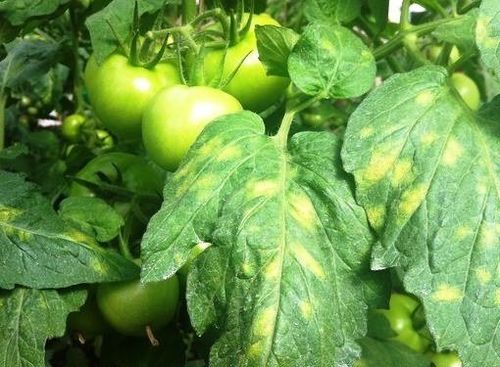 10 Причин почему в теплице желтеют и скручиваются листья томатов