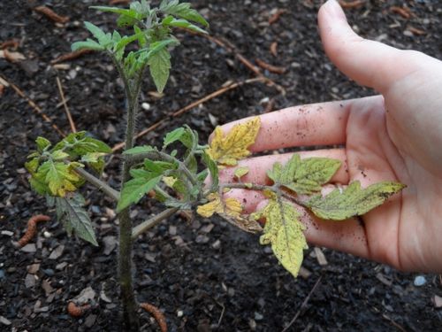 Скручиваются листья у томатов? Основные причины и методы предотвращения | Агро Сіті