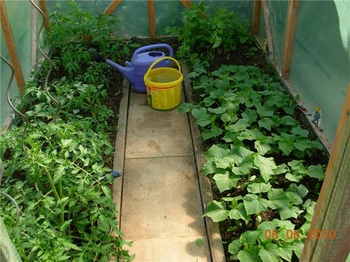 Как выращивать огурцы и помидоры в теплице из поликарбоната?