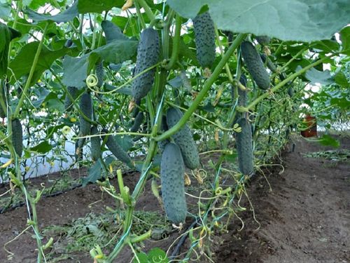 Как выращивать огурцы и помидоры в теплице из поликарбоната?