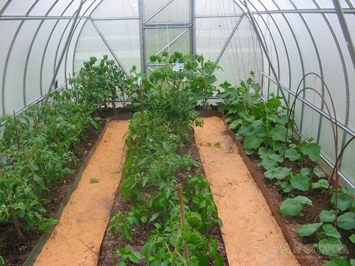 Огурцы и помидоры в одной теплице из поликарбоната: выращивание, можно ли  сажать вместе