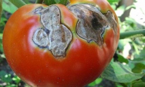 cherneyut_pomidory_v_teplice_2