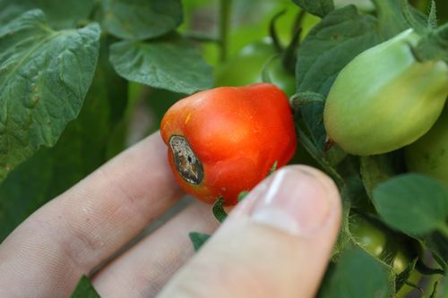 Причины почему чернеют помидоры в теплице и что делать