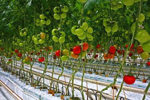 Как подвязывать помидоры в теплице из поликарбоната - видео урок