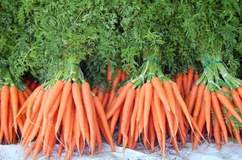 Морковь в теплице с огурцами: технология выращивания летом и зимой