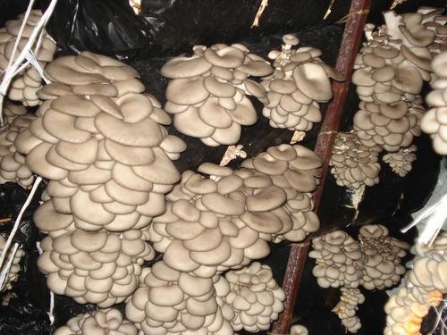 Как выращивать грибы вешенки в теплице в мешках зимой?