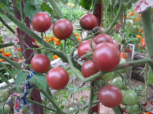 Как вырастить помидоры черри в теплице