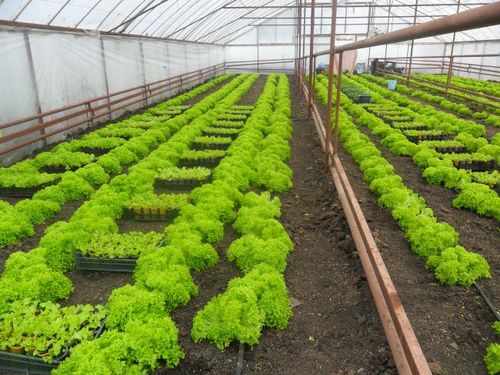 Правила выращивания салата в теплице