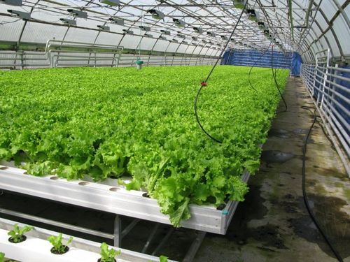Салат в теплице: как выращивать листовой зимой и весной