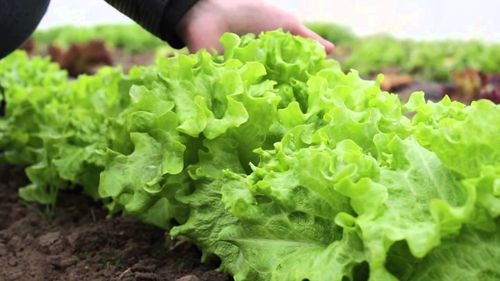 Всё о выращивании салата Айсберг: от посадки семян и до сбора урожая
