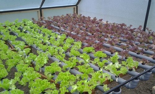 Выращивание салата в теплицах: салат айсберг, листовой, латук из семян