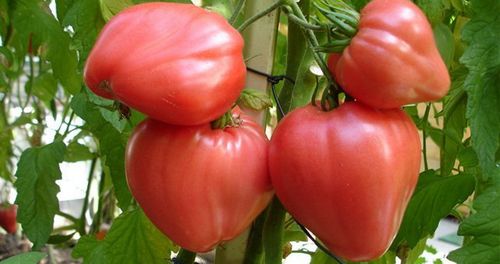 Самые урожайные сем­ена томатов для тепли­ц