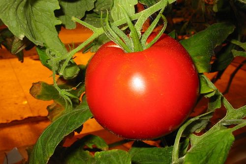 Самые урожайные сем­ена томатов для тепли­ц