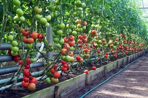 Когда нужно сажать помидоры на рассаду для теплицы