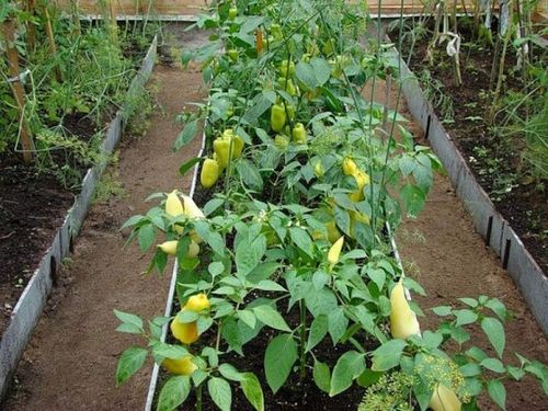 Можно ли выращивать огурцы и помидоры в одной теплице
