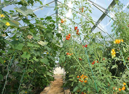 Можно ли выращивать огурцы и помидоры в одной теплице