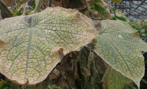 Пораженные паутинным клещем листья огурца