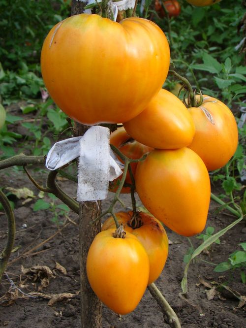 Урожайные сорта ранних томатов для теплицы