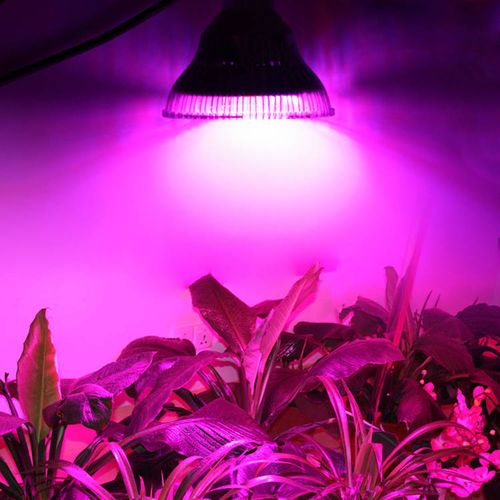 Типы и правила использования светодиодных ламп для растений