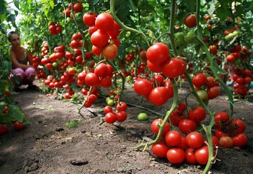 Детерминантные сорта томатов для теплицы и открытого грунта: что это такоеи различия