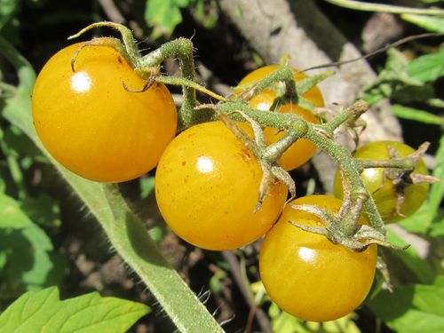 Обзор лучших ранних сортов томатов