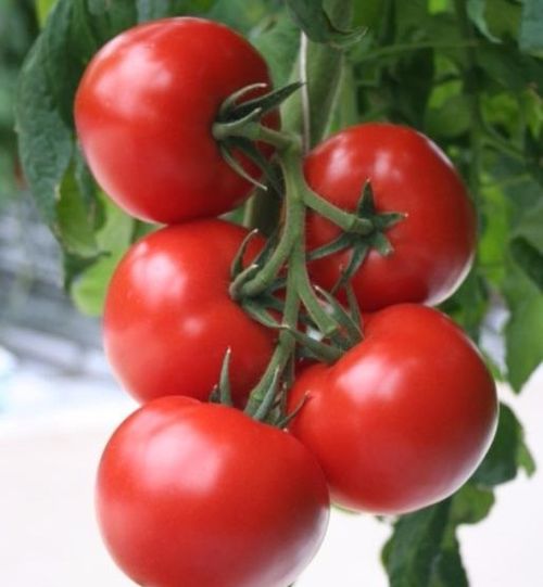 Рейтинг лучших сортов томатов на этот год