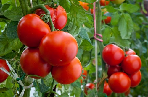 Рейтинг лучших низкорослых сортов томатов