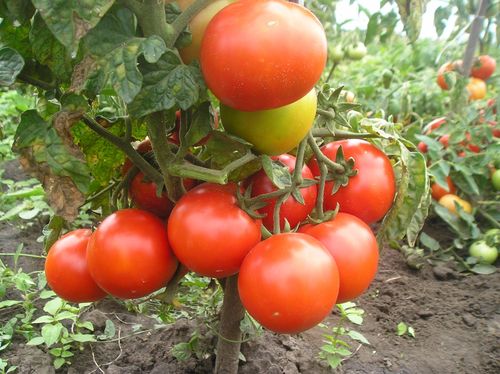 Лучшие низкорослые сорта томатов для теплицы и открытого грунта