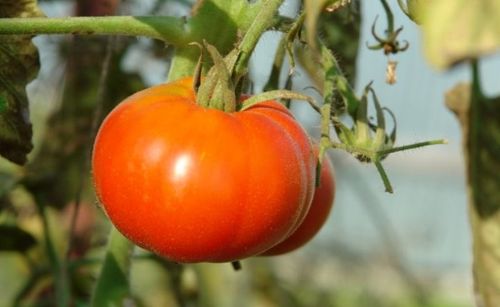 Скороспелые сорта томатов для теплицы и открытого грунта