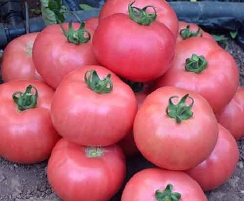Рейтинг лучших скороспелых сортов томатов