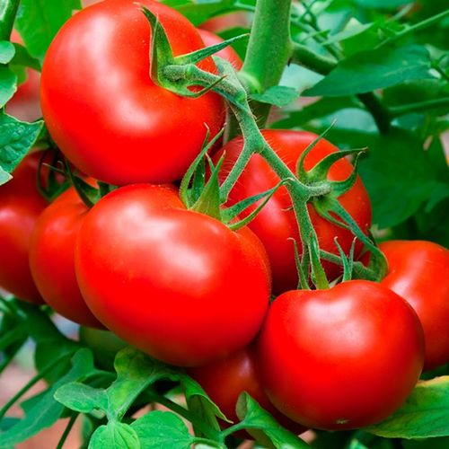 Скороспелые сорта томатов для теплицы и открытого грунта
