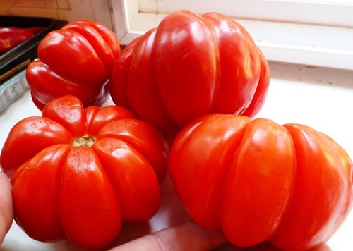 Рейтинг лучших урожайных сортов томатов