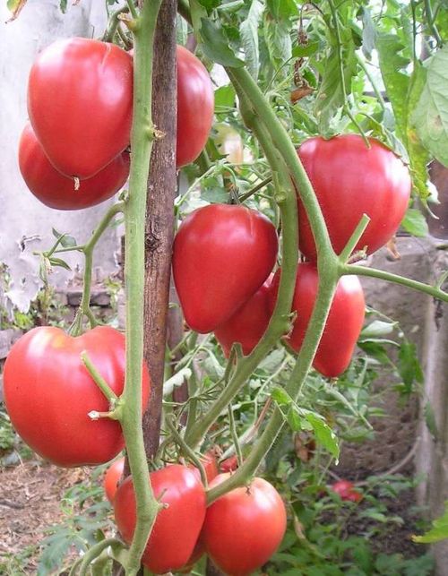 Лучшие урожайные сорта томатов для теплицы и открытого грунта