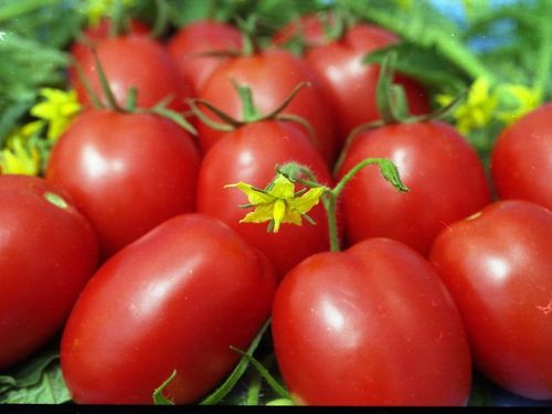Рейтинг лучших урожайных сортов томатов