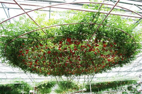 Рейтинг лучших урожайных сортов японских томатов