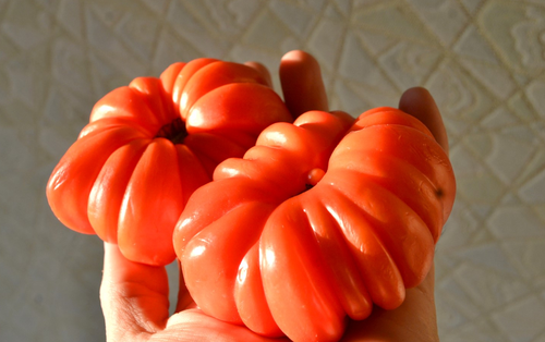 Сорт томатов Японские трюфель и краб для теплицы, и открытого грунта