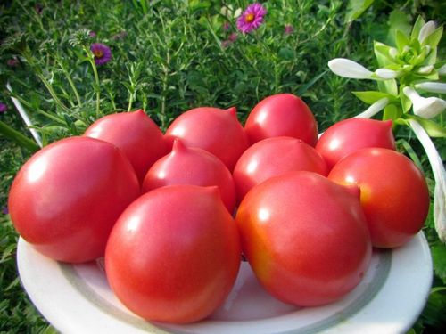 Рейтинг лучших урожайных сортов японских томатов